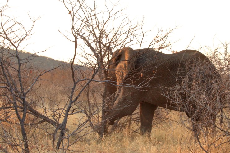 pf_éléphant_MG_2632