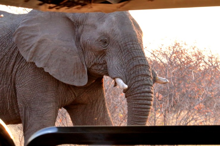 pf_éléphant_MG_2659