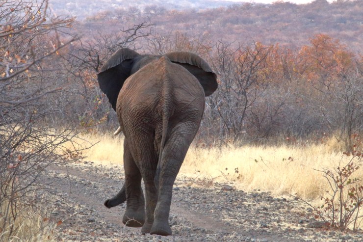 pf_éléphant_MG_2693