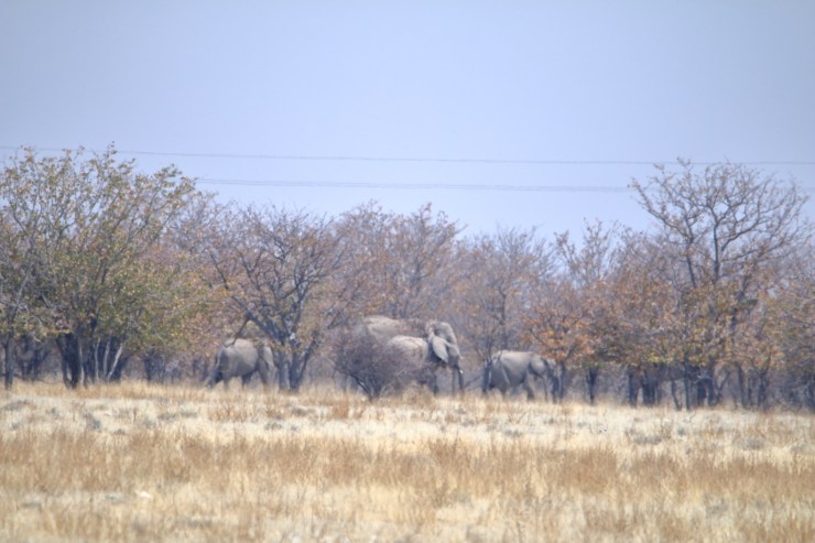 pf_éléphant_MG_3216