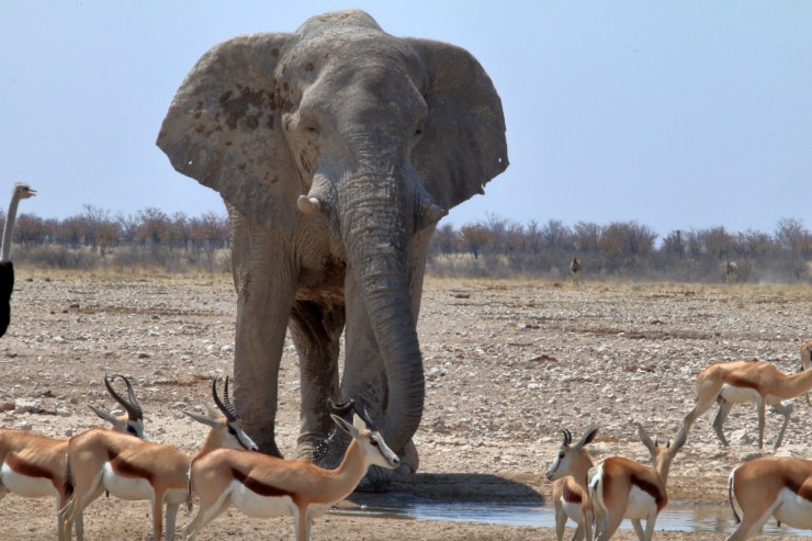 pf_éléphant_MG_3353