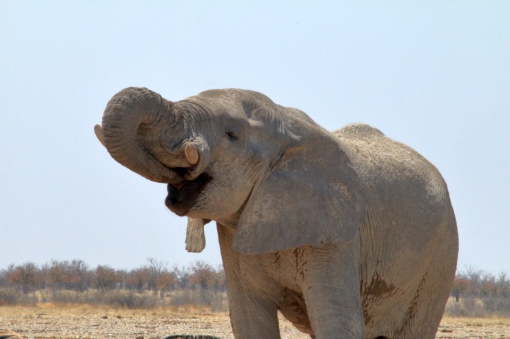 pf_éléphant_MG_3365