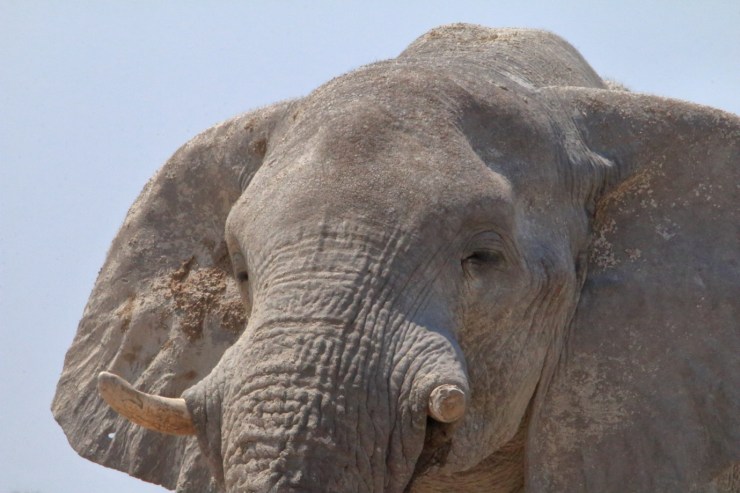 pf_éléphant_MG_3400