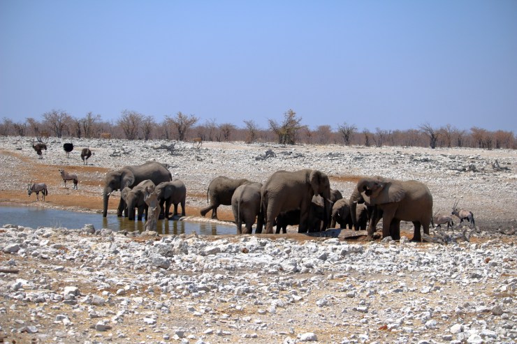 pf_éléphant_MG_3506