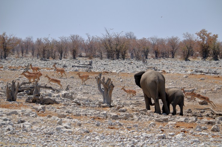 pf_éléphant_MG_3640