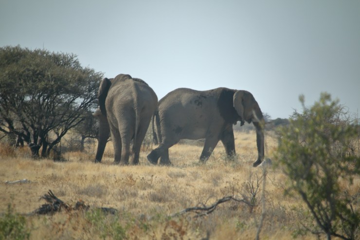 pf_éléphant_MG_3721