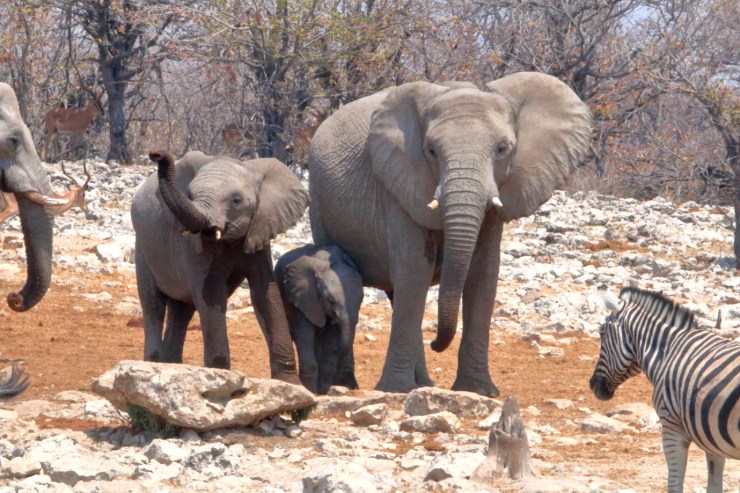 pf_éléphant_MG_4500