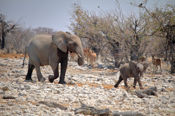 pf_éléphant_MG_4564