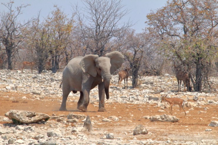 pf_éléphant_MG_4584