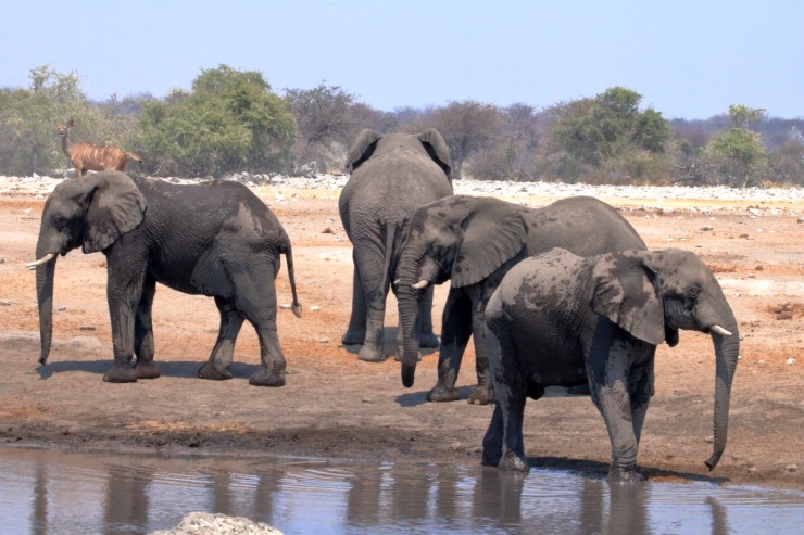 pf_éléphant_MG_4658