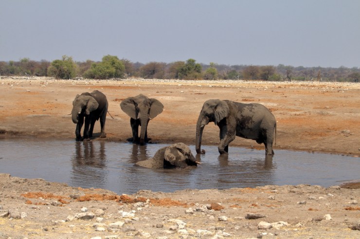 pf_éléphant_MG_4724