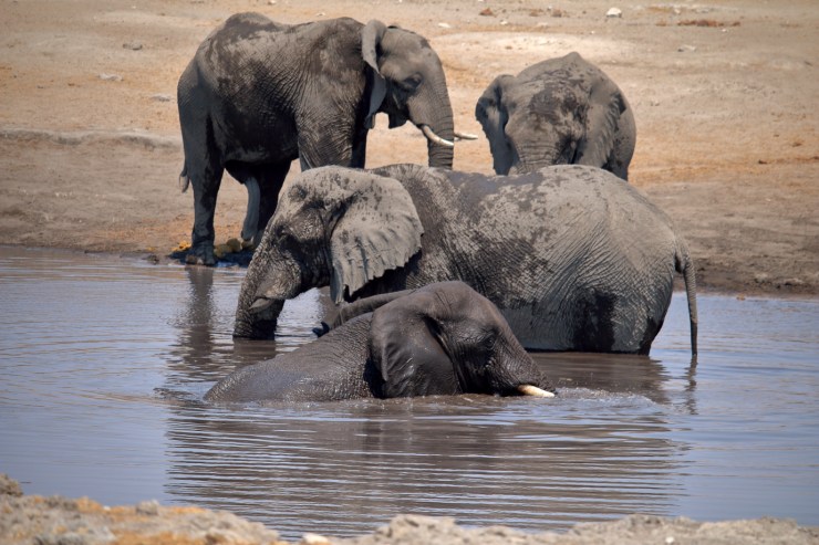 pf_éléphant_MG_4776