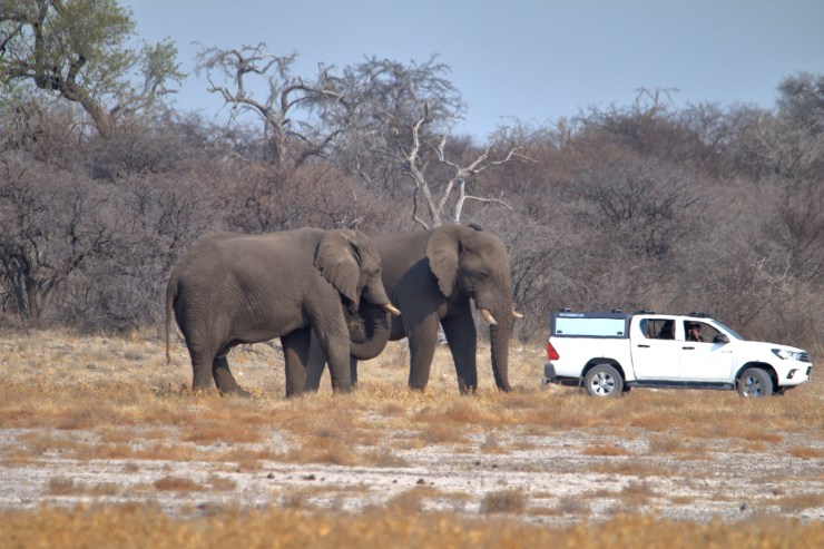 pf_éléphant_MG_5143