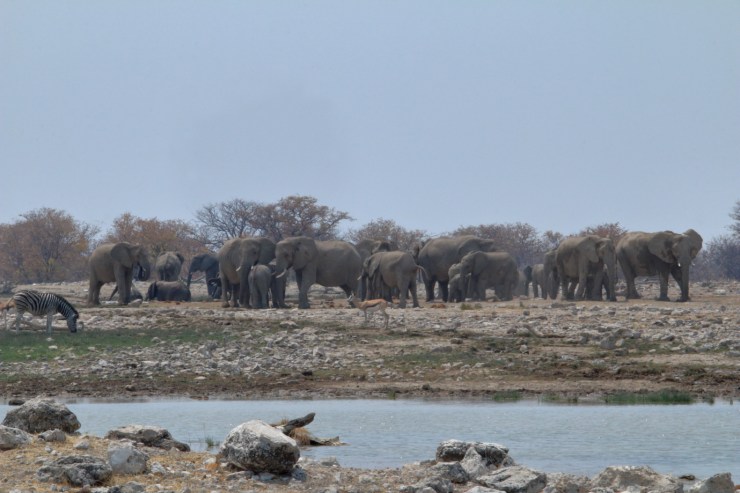 pf_éléphant_MG_5203