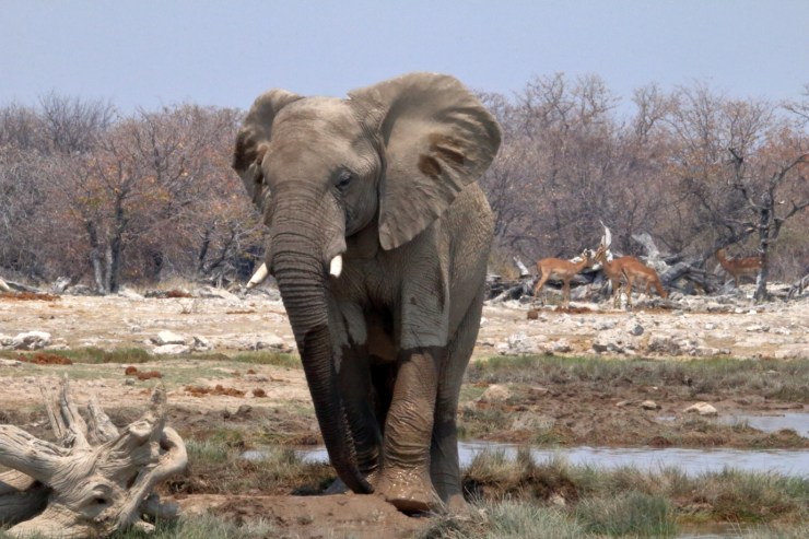 pf_éléphant_MG_5213