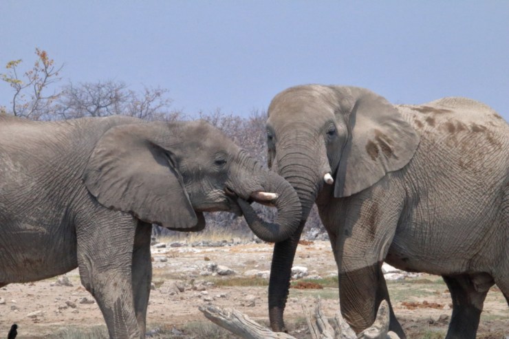 pf_éléphant_MG_5219