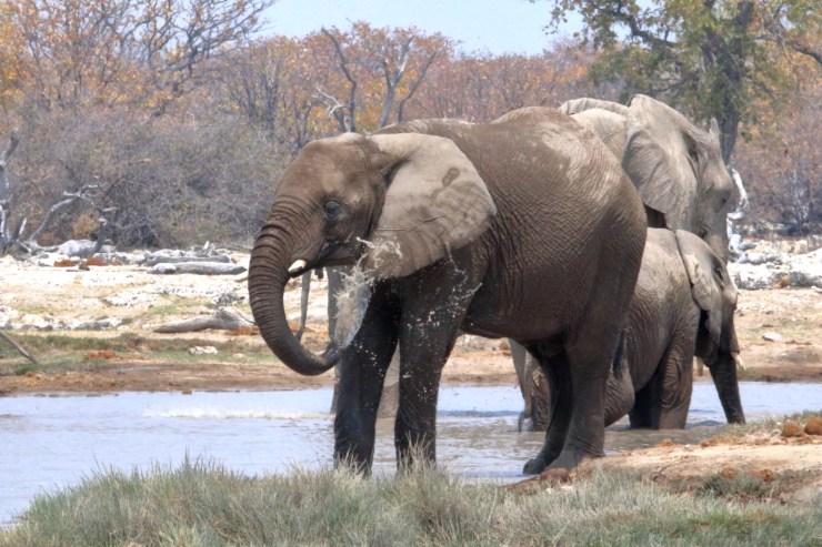 pf_éléphant_MG_5232