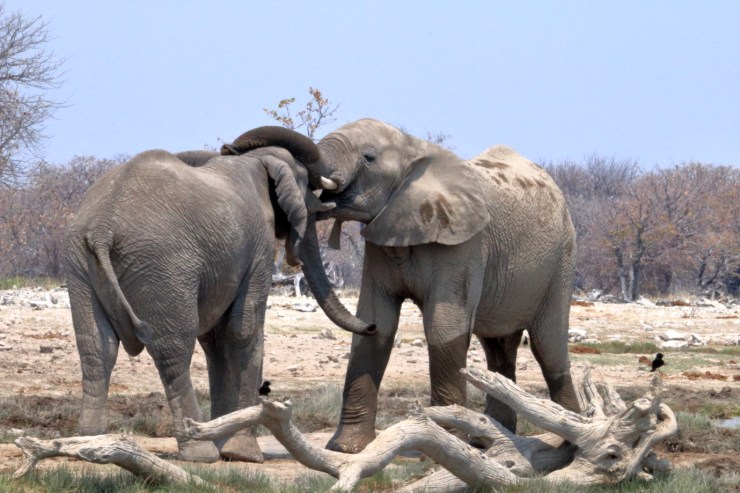 pf_éléphpant_MG_5269