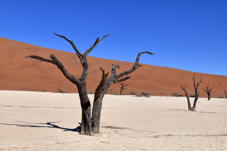 pf_deadvlei_MG_9319