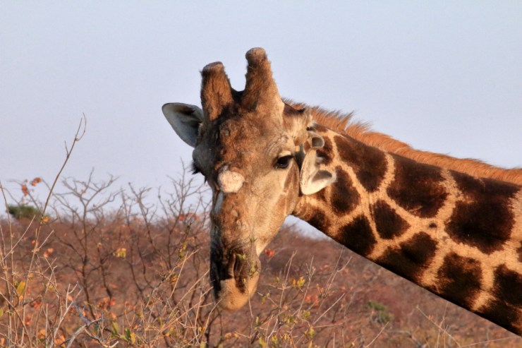 pf_girafe_MG_2765