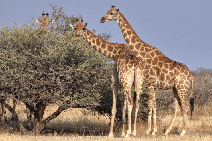 pf_girafe_MG_2903