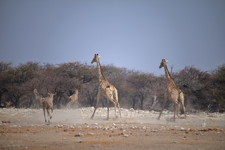 pf_girafe_MG_4804