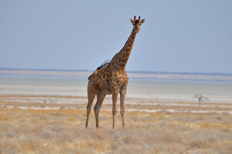 pf_girafe_MG_5145