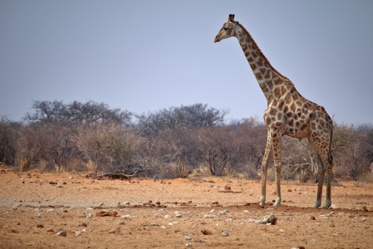 pf_girafe_MG_5345