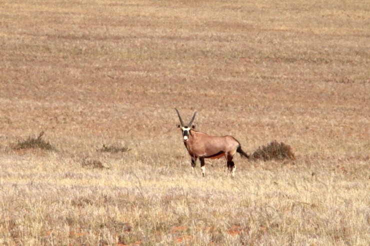 pf_oryx_MG_8993