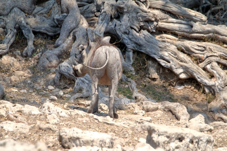 pf_phacochère_MG_4184