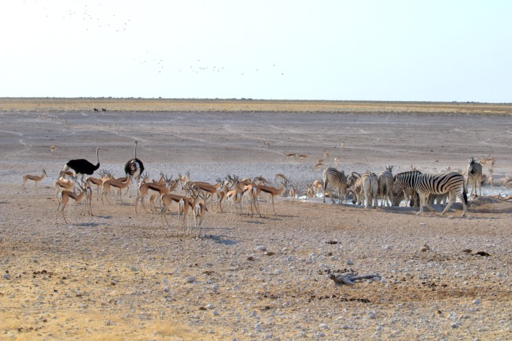pf_point d'eau_MG_1804