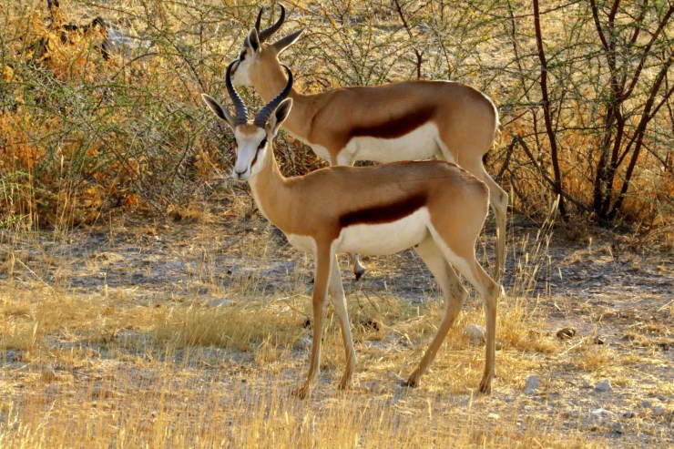 pf_springbok_MG_1691